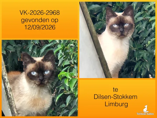 Gevonden kat