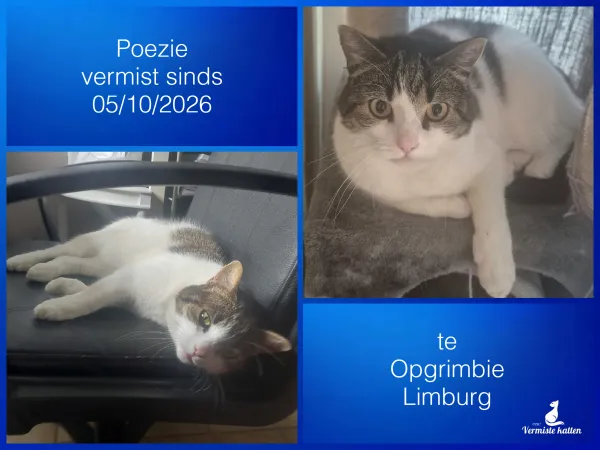Poezie