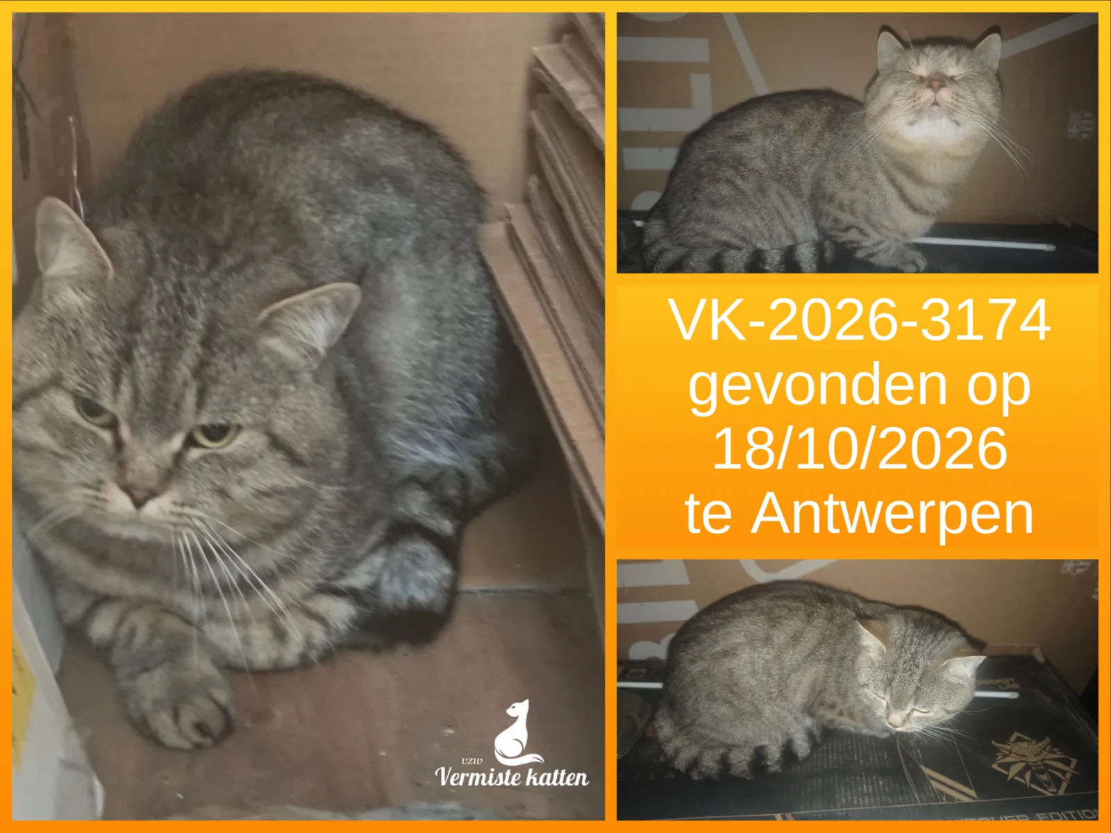 Gevonden kat