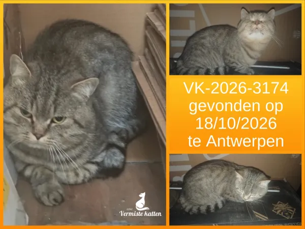Gevonden kat