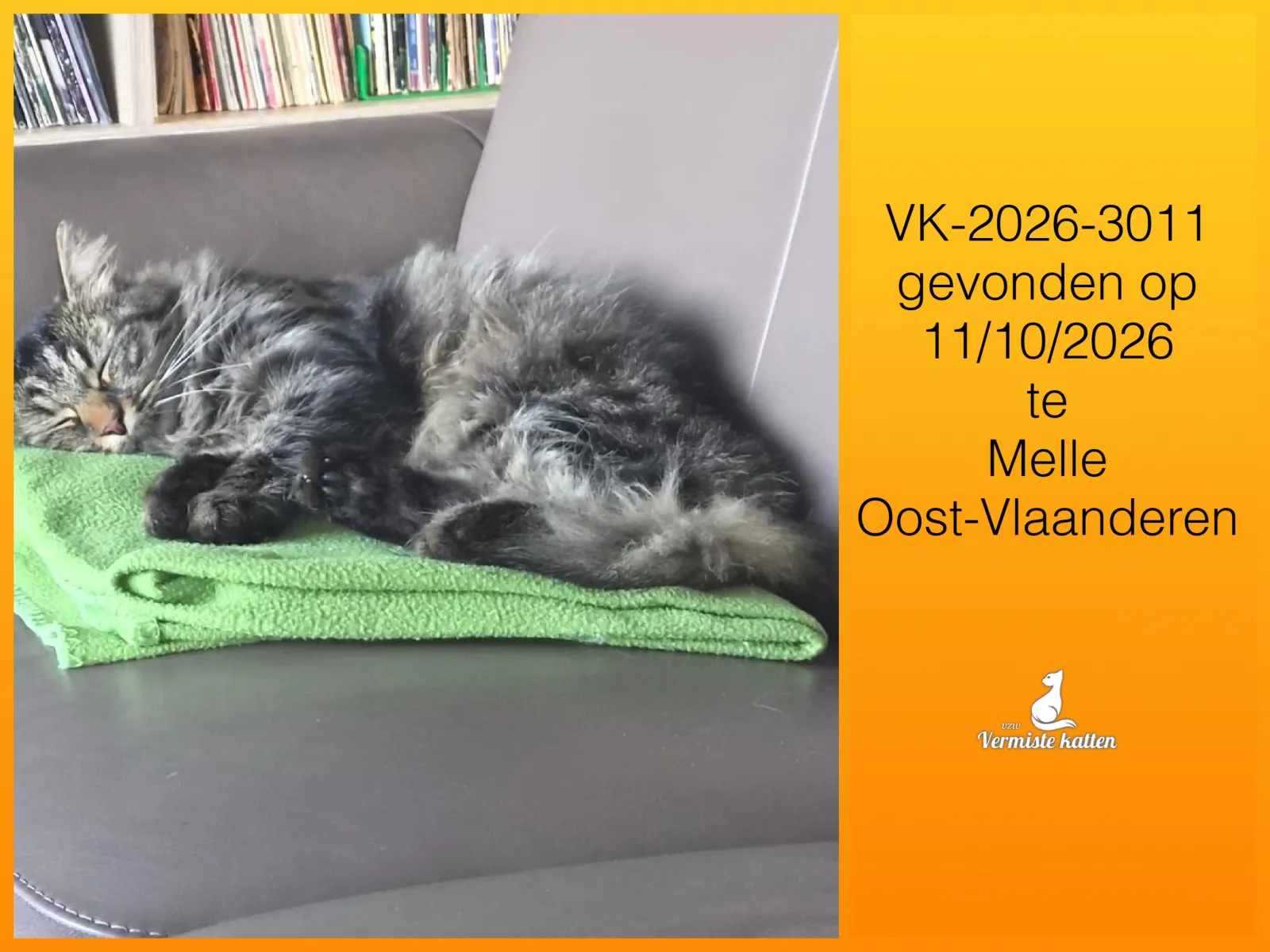 Gevonden kat
