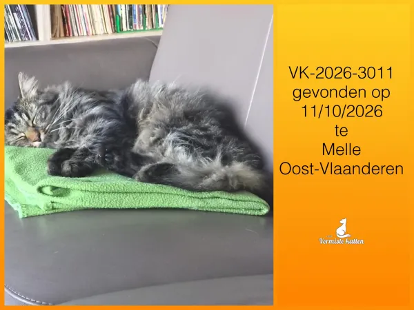 Gevonden kat