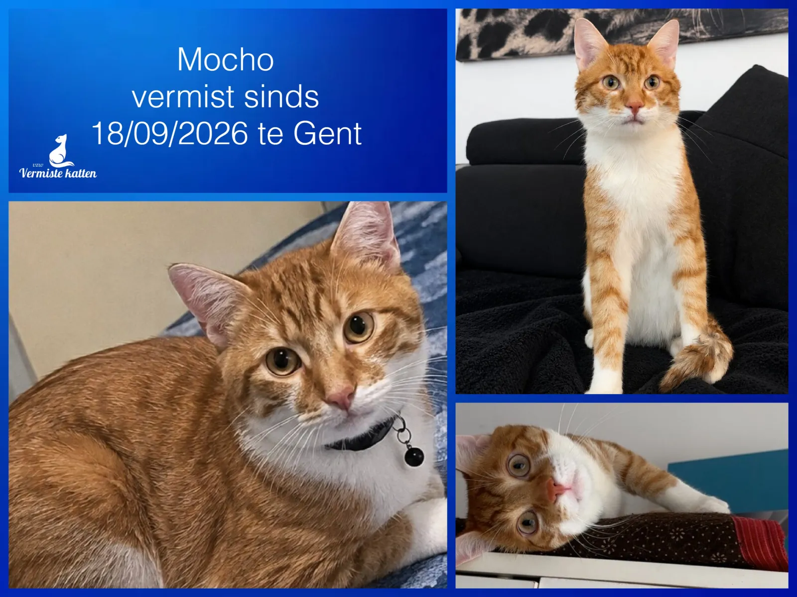 Mocho