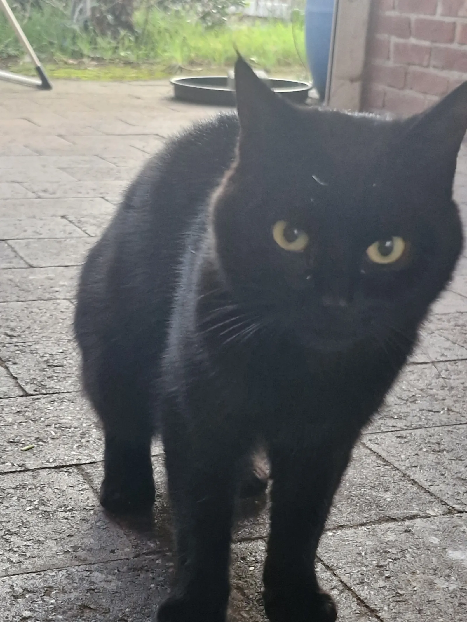 Gevonden kat