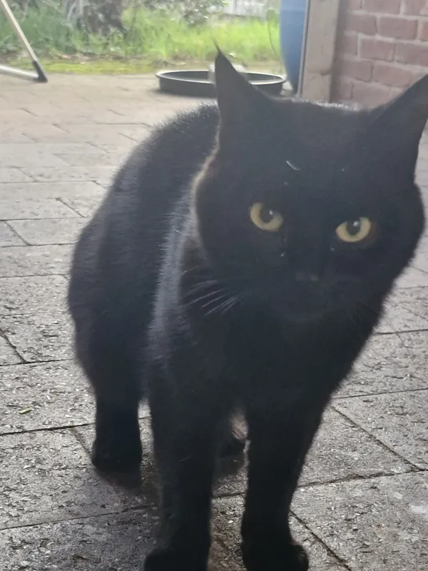 Gevonden kat