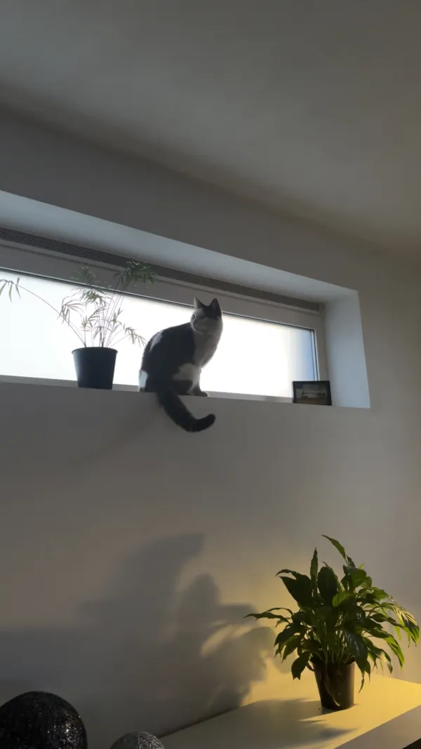 Mauro