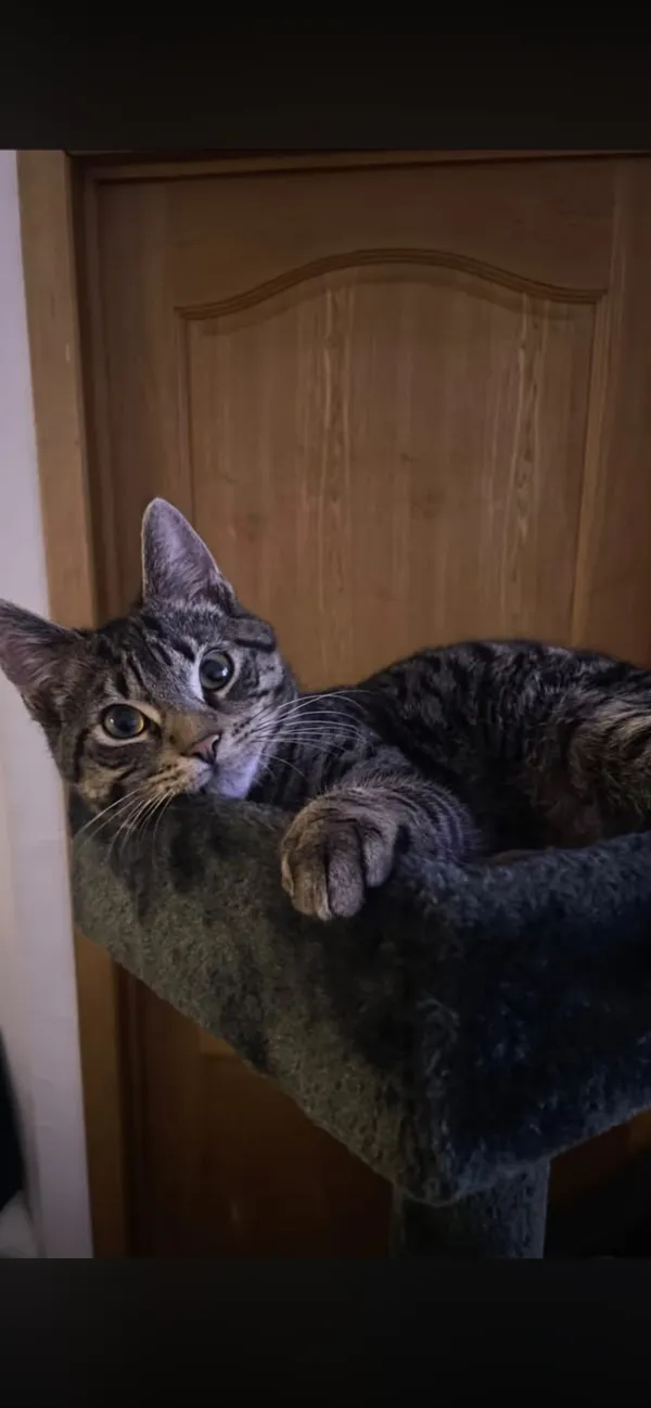 Lulu