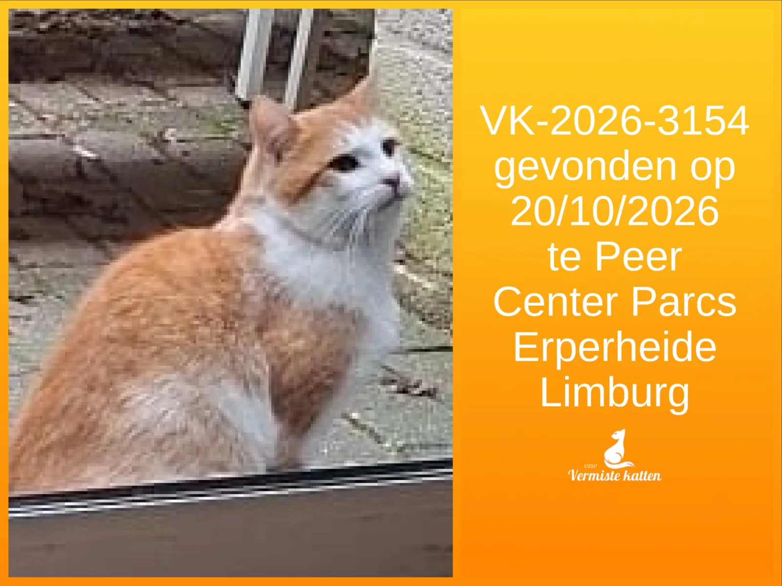Gevonden kat