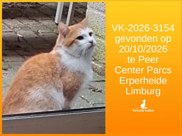 Gevonden kat