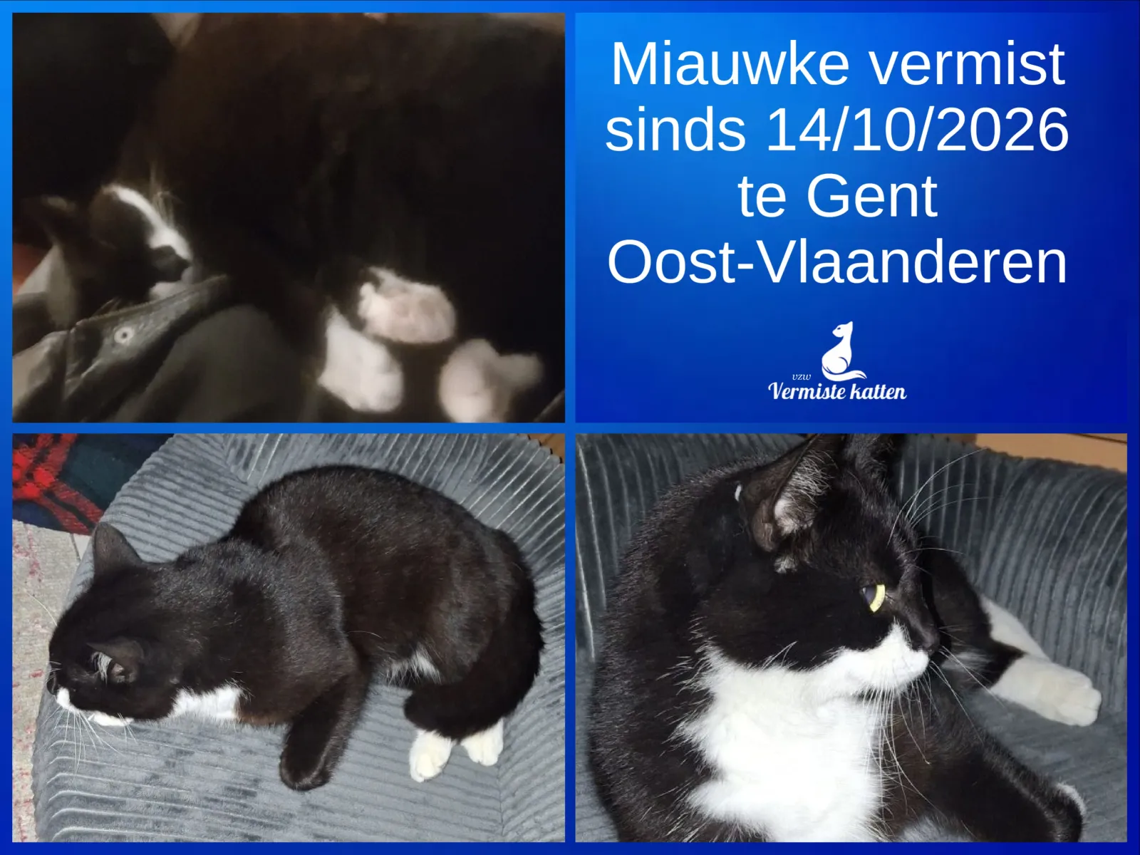 Miauwke