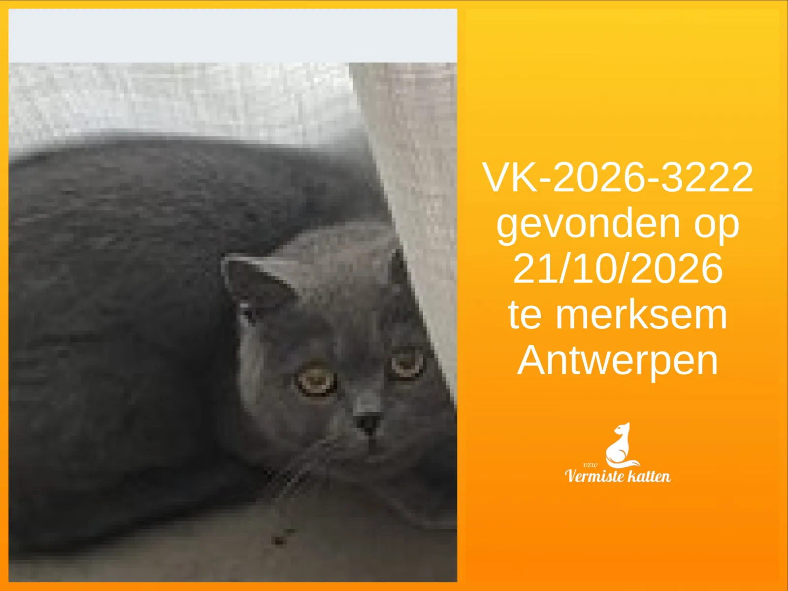 Gevonden kat