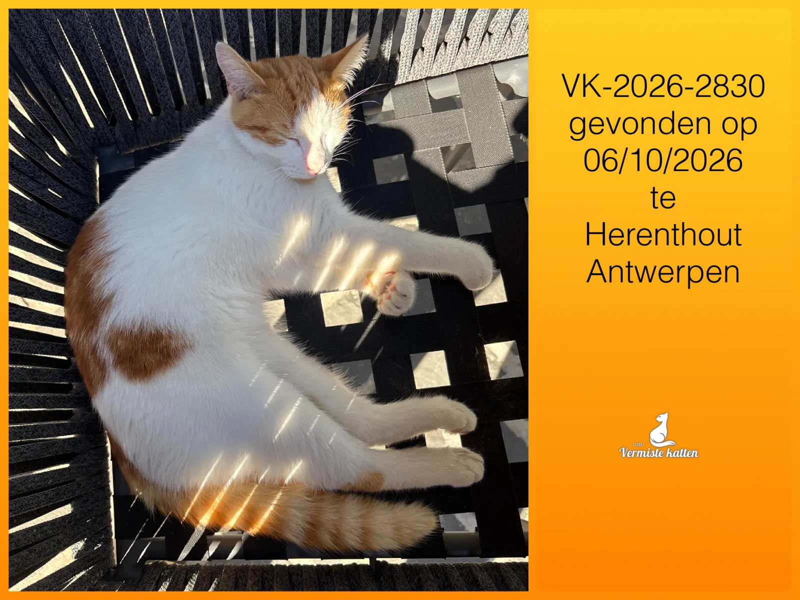 Gevonden kat