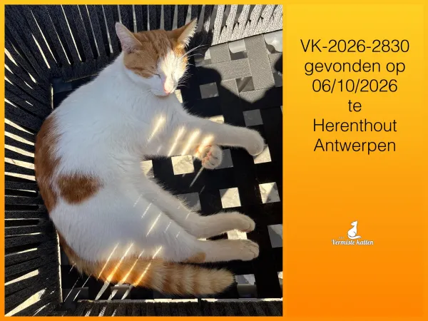 Gevonden kat