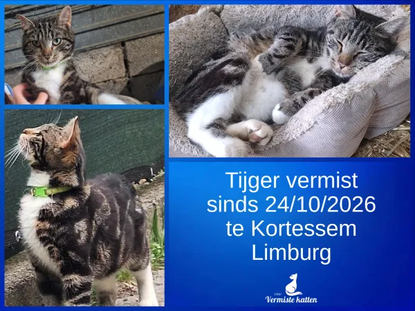 Tijger