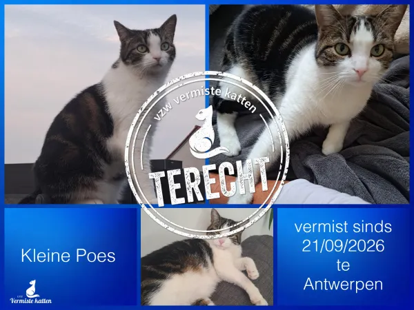 Kleine Poes