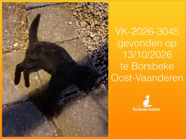 Gevonden kat