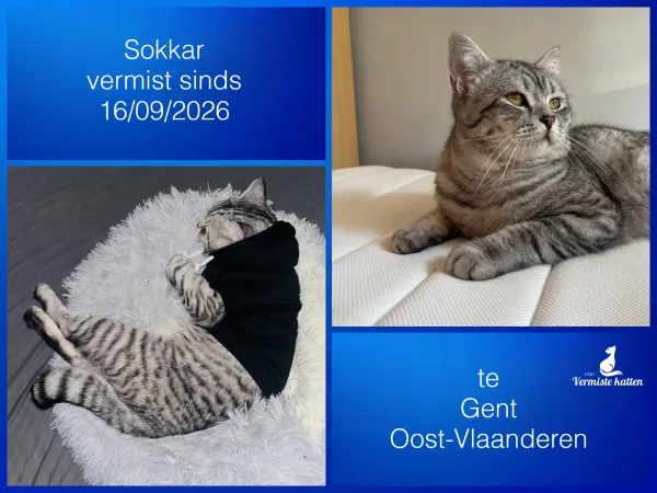 Sokkar