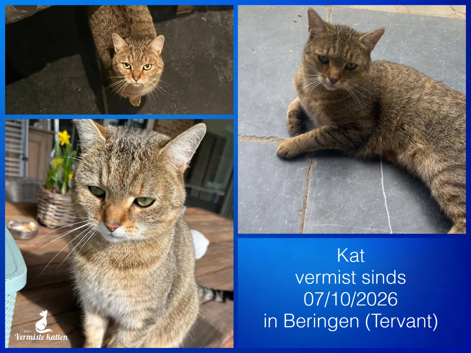 Kat