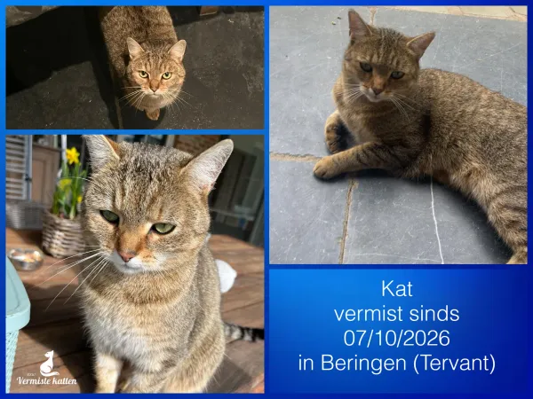 Kat