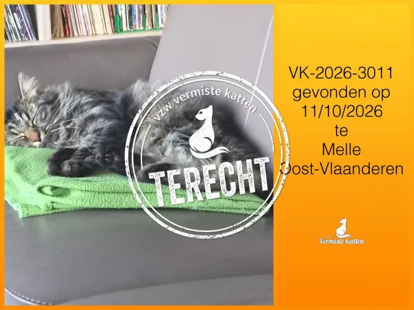 Gevonden kat