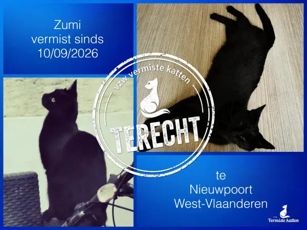 Zumi