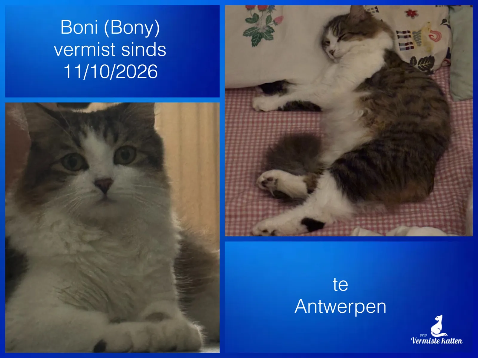 Boni/bony