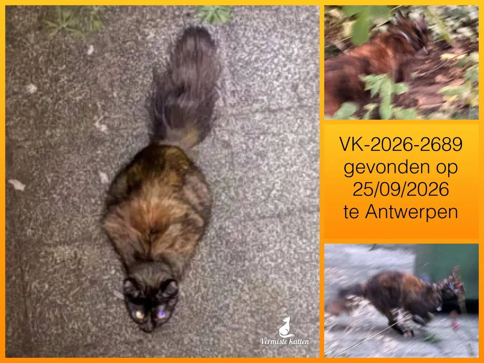 Gevonden kat