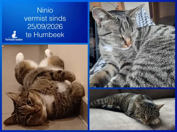 Ninio 