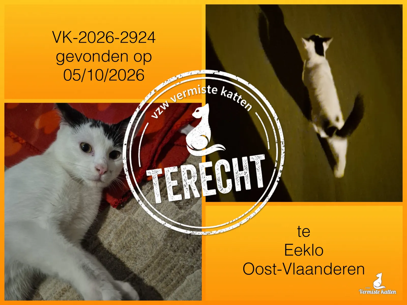 Gevonden kat