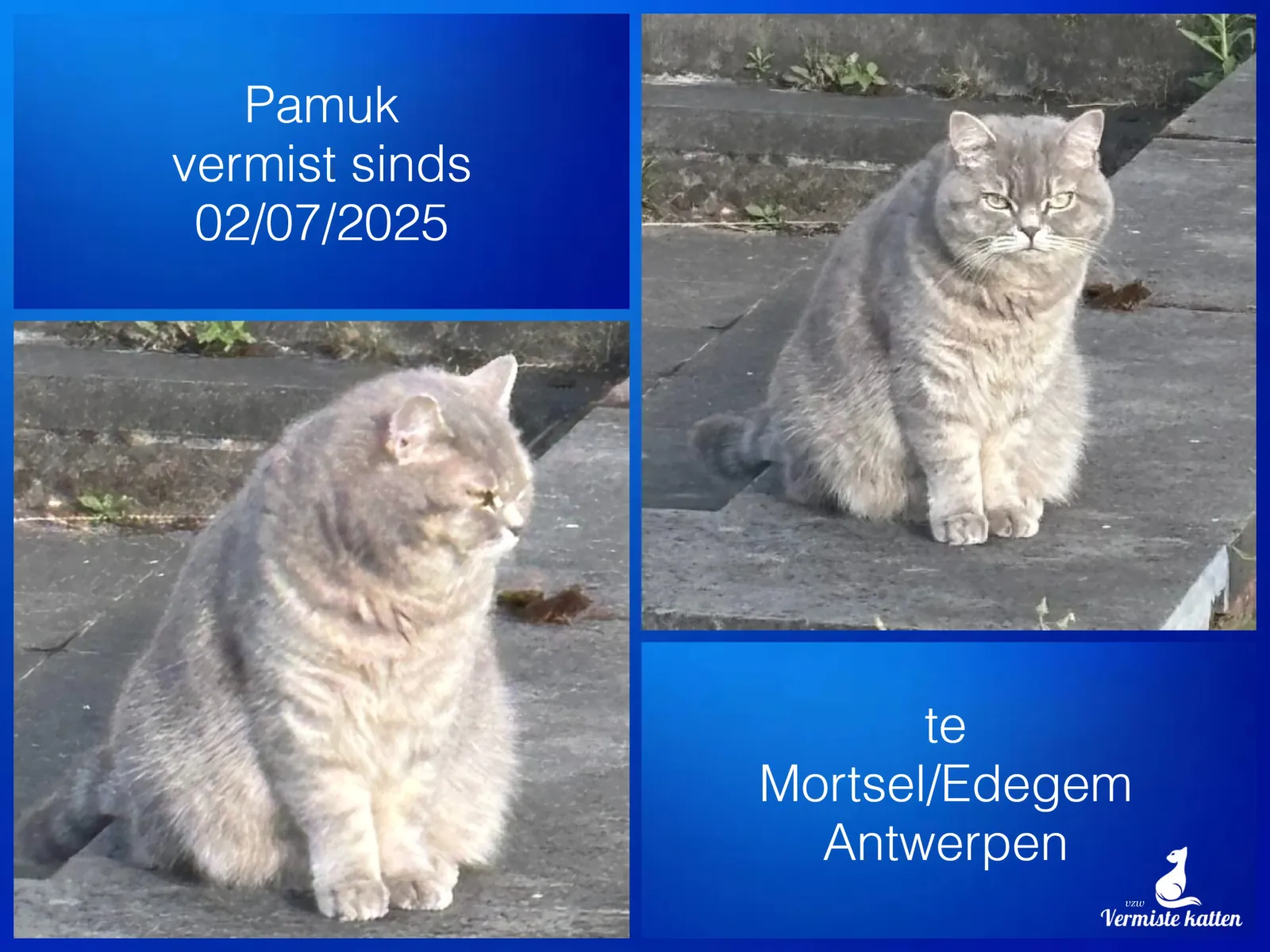 Pamuk 