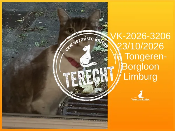 Gevonden kat