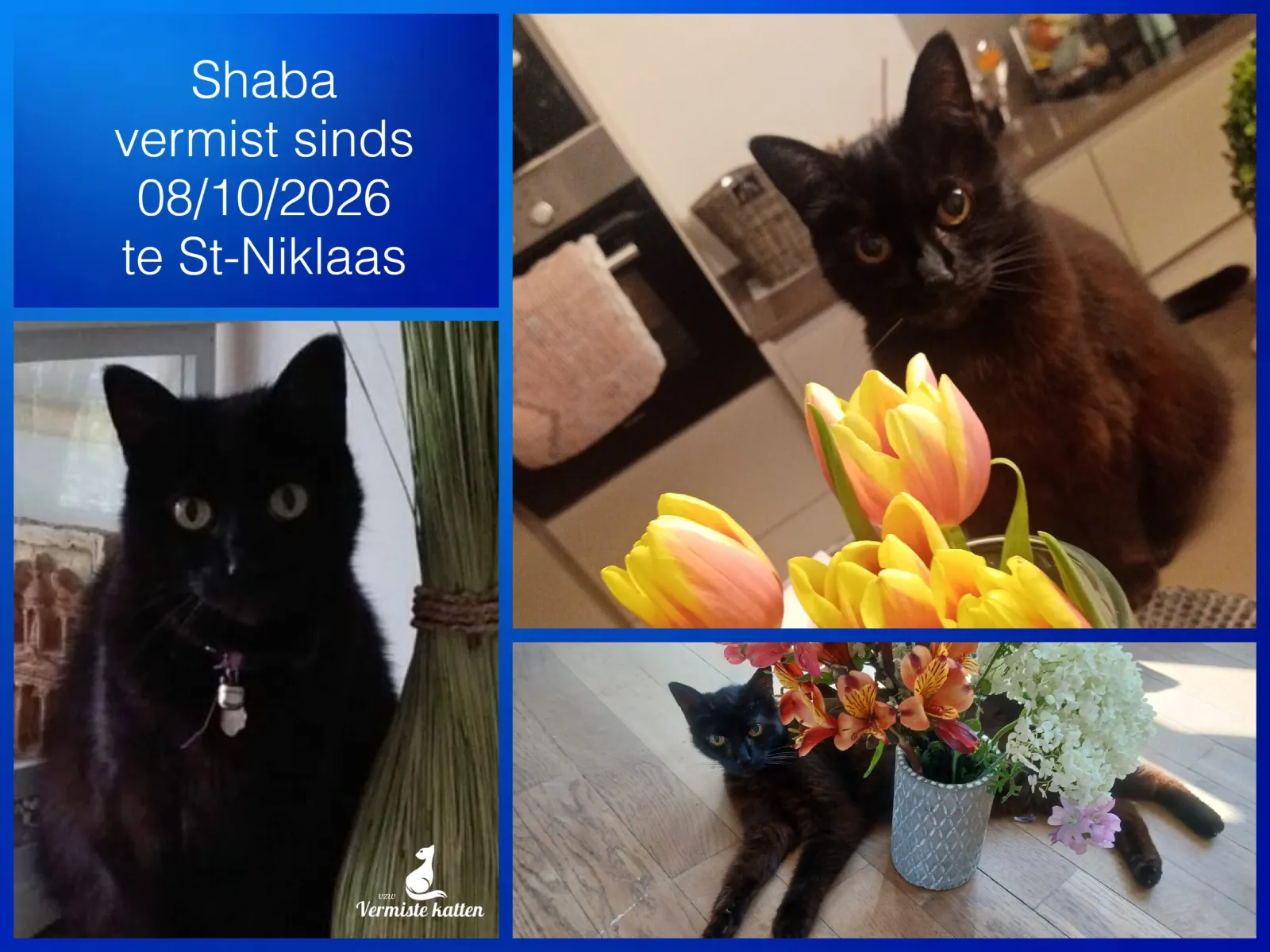 Shaba