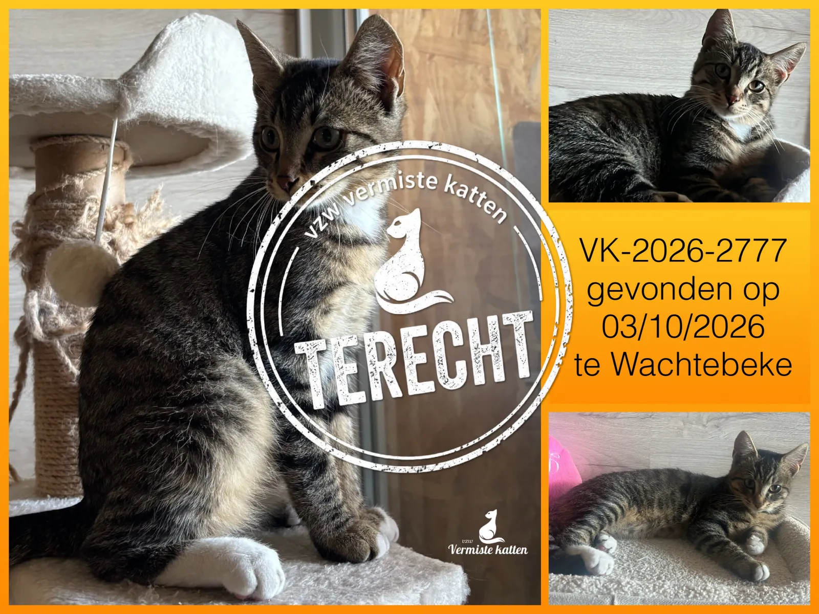 Gevonden kat