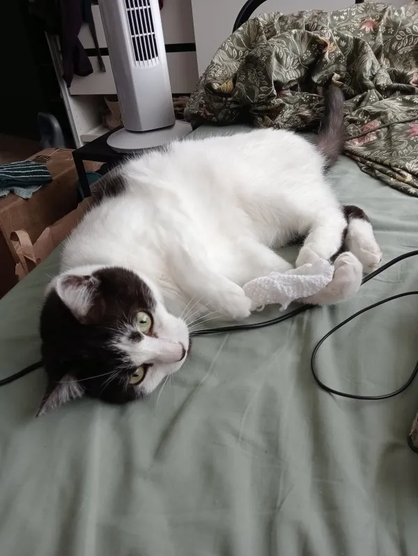 Saphira