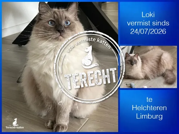 Loki