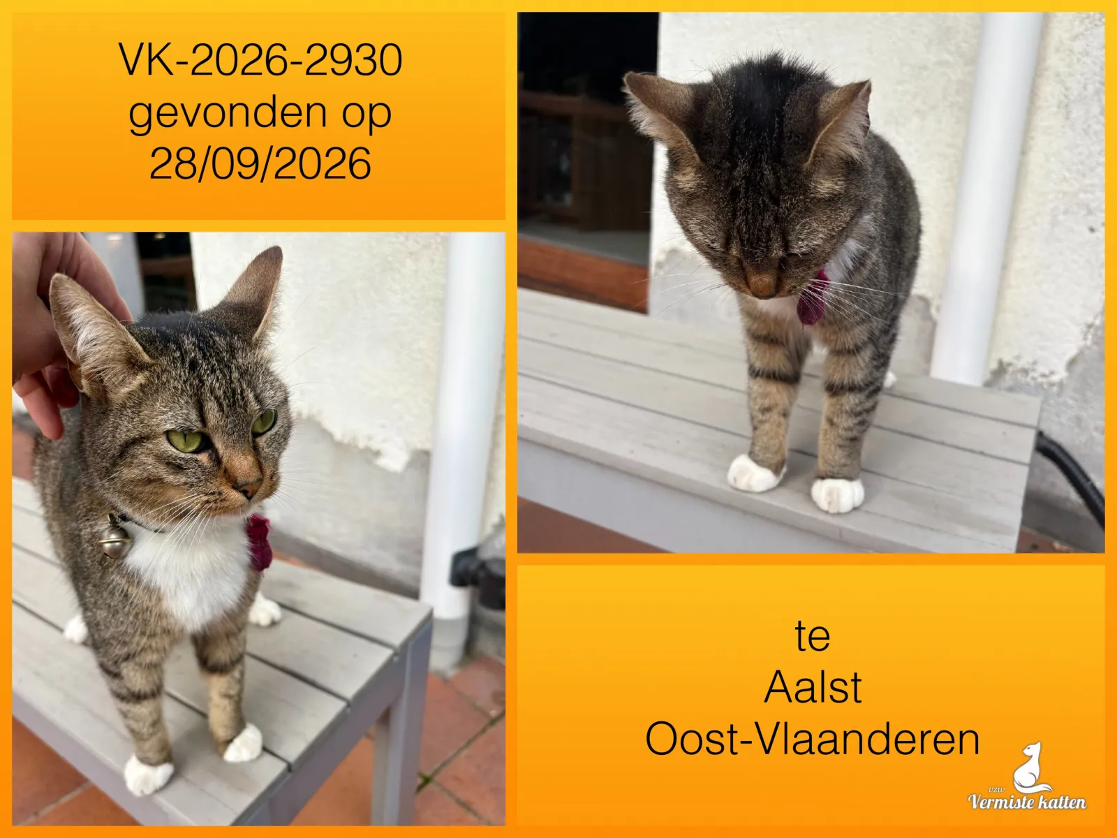 Gevonden kat