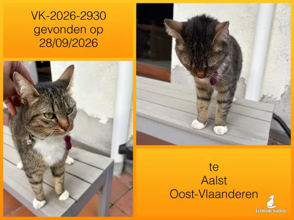 Gevonden kat
