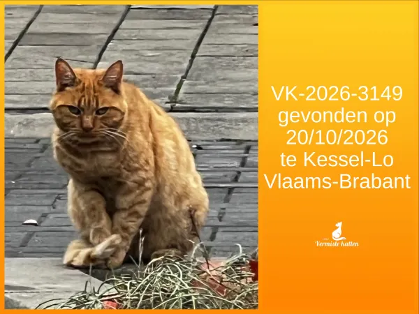 Gevonden kat