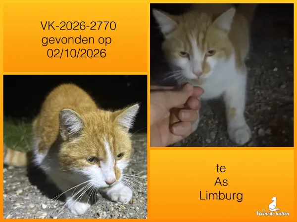 Gevonden kat