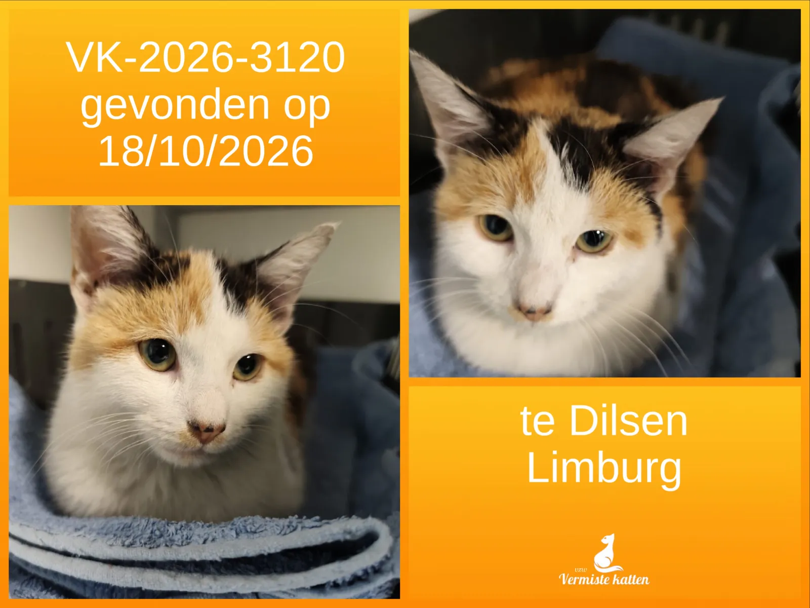 Gevonden kat