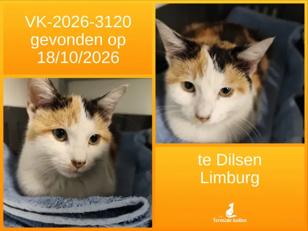 Gevonden kat