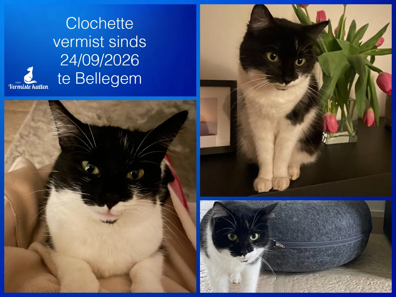 Clochette