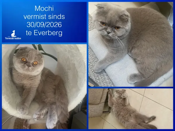 Mochi