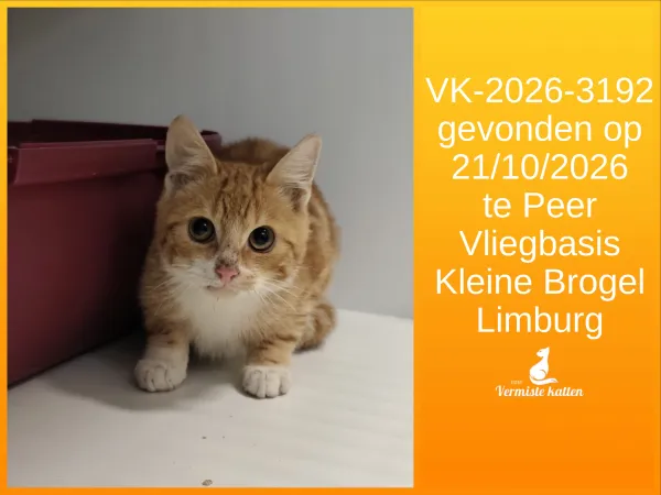 Gevonden kat