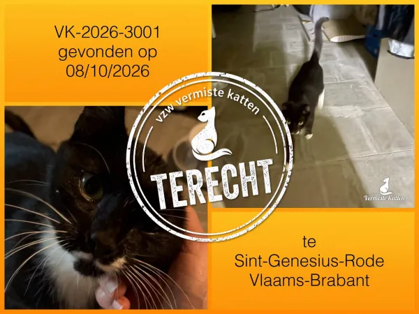 Gevonden kat