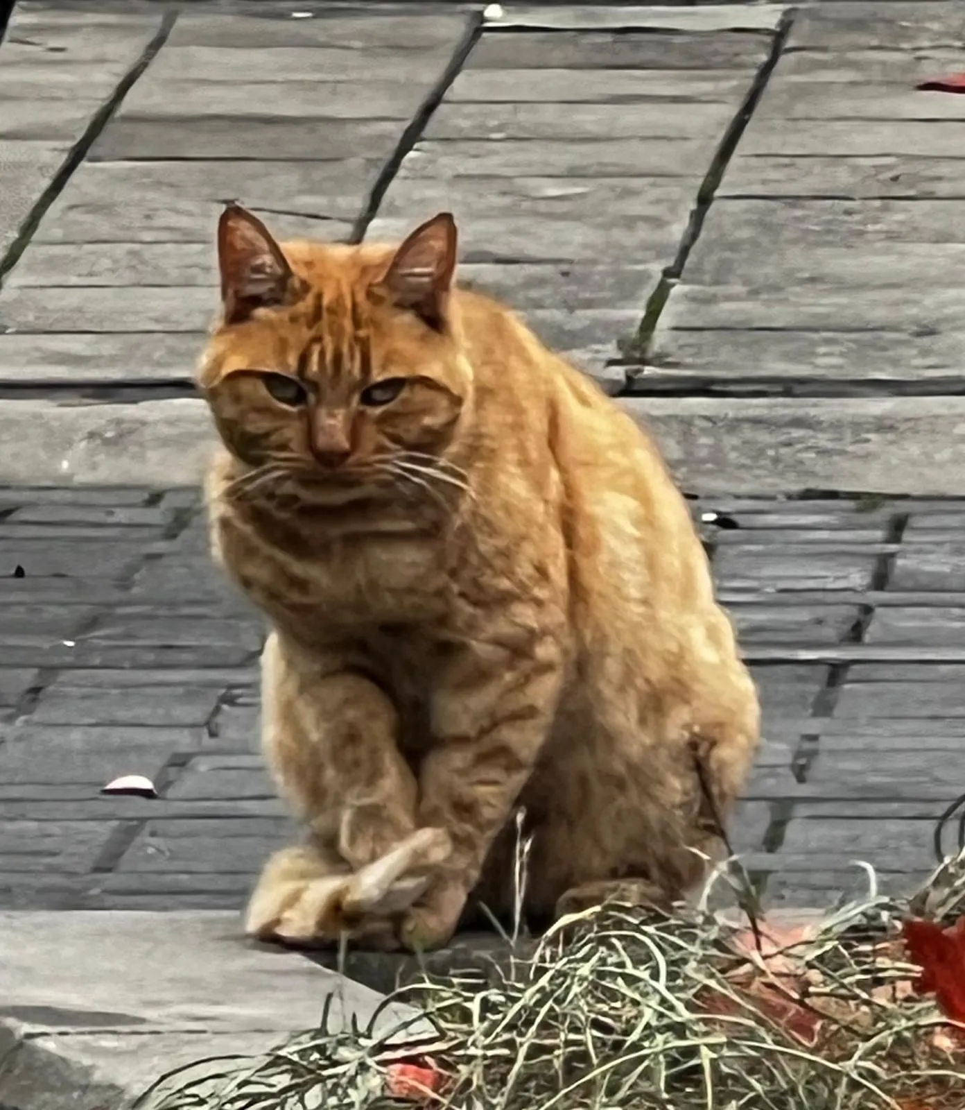 Gevonden kat