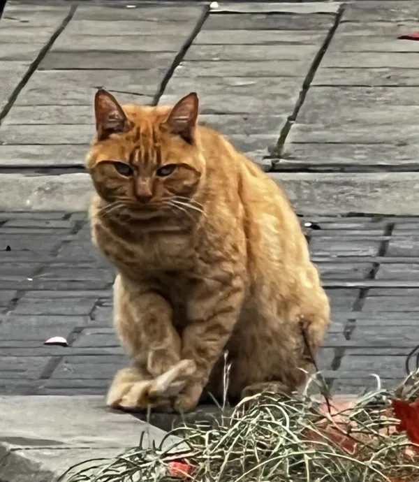 Gevonden kat