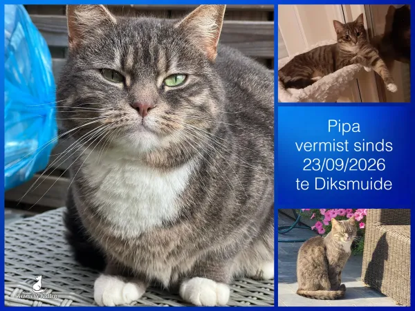 Pipa 
