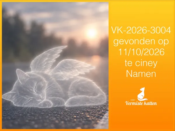 Gevonden kat