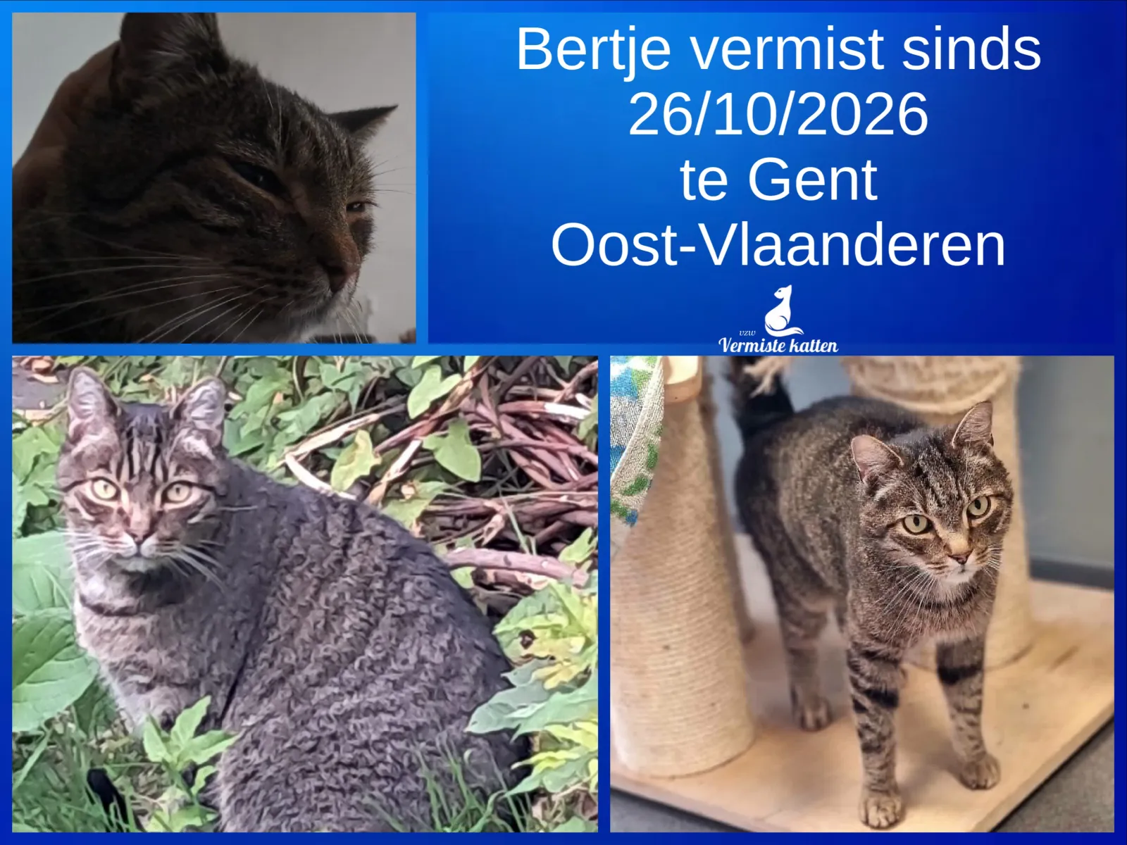 Bertje
